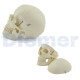 Classic Anatomical Skull